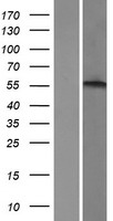 ADRA1B / Adrenoceptor alpha 1B Protein - Western validation with an anti-DDK antibody * L: Control HEK293 lysate R: Over-expression lysate