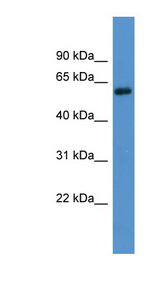 ADRA1B Antibody - ADRA1B antibody Western blot of THP-1 cell lysate.  This image was taken for the unconjugated form of this product. Other forms have not been tested.