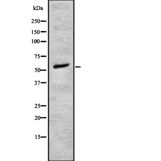 ADRA1B Antibody - Western blot analysis of Adrenergic Receptor a-1B using COS7 whole cells lysates