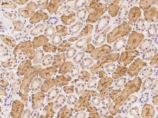 ADRA1B Antibody - Immunochemical staining of human ADRA1B in human kidney with rabbit polyclonal antibody at 1:100 dilution, formalin-fixed paraffin embedded sections.