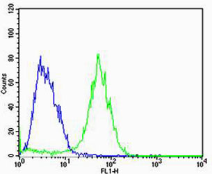 ADRA1D / Adrenoceptor alpha 1D Antibody - Flow cytometric of MCF-7 cells with ADRA1D Antibody (green) compared to an isotype control of rabbit IgG (blue). Antibody was diluted at 1:25 dilution. An Alexa Fluor 488 goat anti-rabbit lgG at 1:400 dilution was used as the secondary antibody.