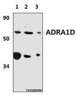 ADRA1D / Adrenoceptor alpha 1D Antibody - Western blot of ADRA1D antibody at 1:500 dilution. Lane 1: MCF-7 whole cell lysate (40 ug). Lane 2: H9C2 whole cell lysate (40 ug). Lane 3: RAW264.7 whole cell lysate (40 ug).