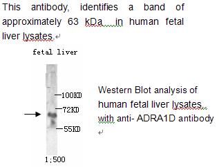 ADRA1D / Adrenoceptor alpha 1D Antibody