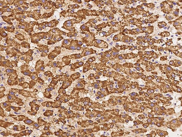 ADRA1D / Adrenoceptor alpha 1D Antibody - Immunochemical staining of human ADRA1D in human liver with rabbit polyclonal antibody at 1:100 dilution, formalin-fixed paraffin embedded sections.