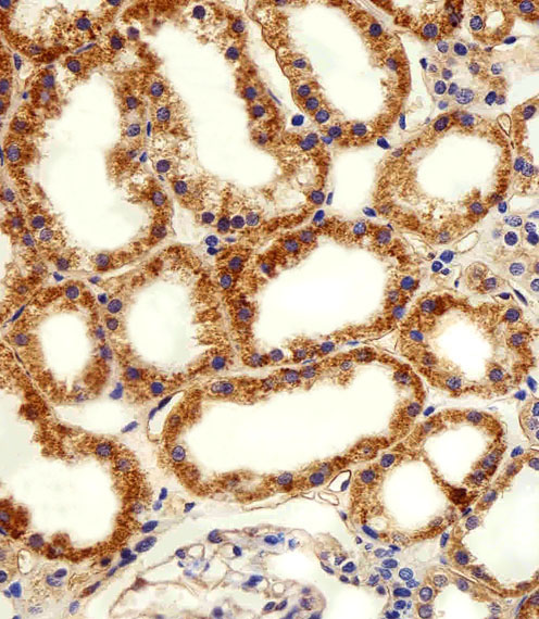 ADRA1D Antibody - Immunohistochemical of paraffin-embedded H. kidney section using ADRA1D Antibody. Antibody was diluted at 1:100 dilution. A peroxidase-conjugated goat anti-rabbit IgG at 1:400 dilution was used as the secondary antibody, followed by DAB staining.