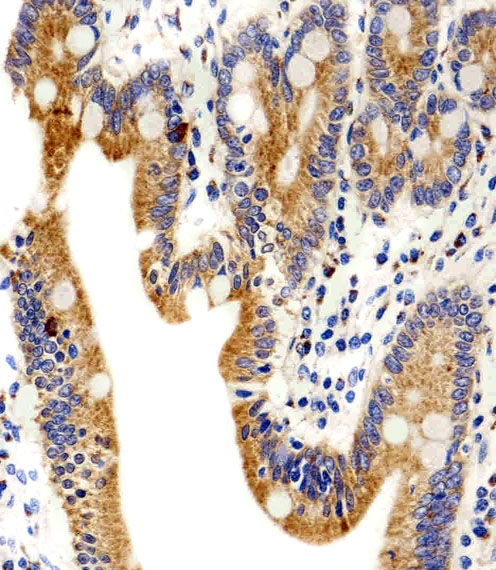 ADRA1D Antibody - Immunohistochemical of paraffin-embedded H. small intestine section using ADRA1D Antibody. Antibody was diluted at 1:100 dilution. A peroxidase-conjugated goat anti-rabbit IgG at 1:400 dilution was used as the secondary antibody, followed by DAB staining.