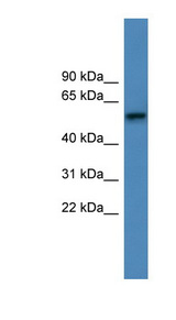 ADRA1D Antibody - ADRA1D antibody Western blot of Placenta lysate.  This image was taken for the unconjugated form of this product. Other forms have not been tested.