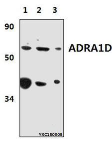 ADRA1D Antibody - Western blot of ADRA1D antibody at 1:500 dilution. Lane 1: MCF-7 whole cell lysate (40 ug). Lane 2: H9C2 whole cell lysate (40 ug). Lane 3: RAW264.7 whole cell lysate (40 ug).