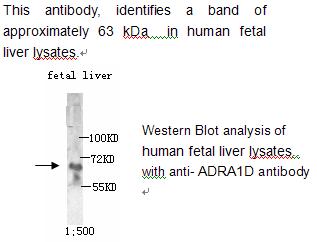 ADRA1D Antibody