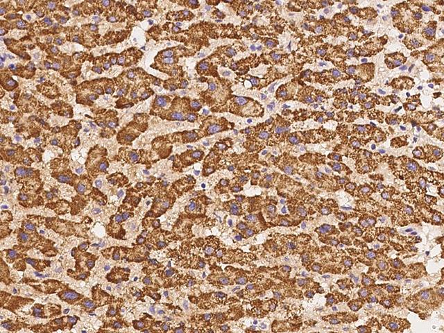 ADRA1D Antibody - Immunochemical staining of human ADRA1D in human liver with rabbit polyclonal antibody at 1:100 dilution, formalin-fixed paraffin embedded sections.