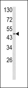 ADRA2B Antibody - Western blot of ADRA2B Antibody in MDA-MB231 cell line lysates (35 ug/lane). ADRA2B (arrow) was detected using the purified antibody.