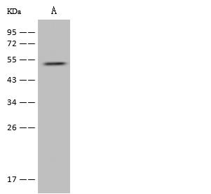 ADRA2B Antibody - Anti-ADRA2B rabbit polyclonal antibody at 1:500 dilution. Lane A: U-251 MG Whole Cell Lysate. Lysates/proteins at 30 ug per lane. Secondary: Goat Anti-Rabbit IgG (H+L)/HRP at 1/10000 dilution. Developed using the ECL technique. Performed under reducing conditions. Predicted band size: 50 kDa. Observed band size: 54 kDa.