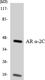 ADRA2C Antibody - Western blot analysis of the lysates from HeLa cells using Adrenergic Receptor Î±-2C antibody.