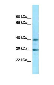 ADRA2C Antibody - Western blot of Human THP-1. ADRA2C antibody dilution 1.0 ug/ml.  This image was taken for the unconjugated form of this product. Other forms have not been tested.