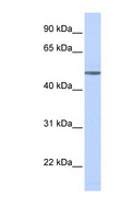 ADRB1 Antibody - ADRB1 antibody Western blot of Fetal Brain lysate. This image was taken for the unconjugated form of this product. Other forms have not been tested.