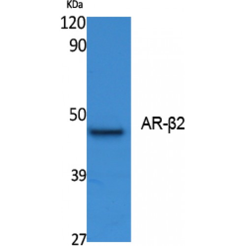 ADRB2 Antibody - Western blot of AR-beta2 antibody