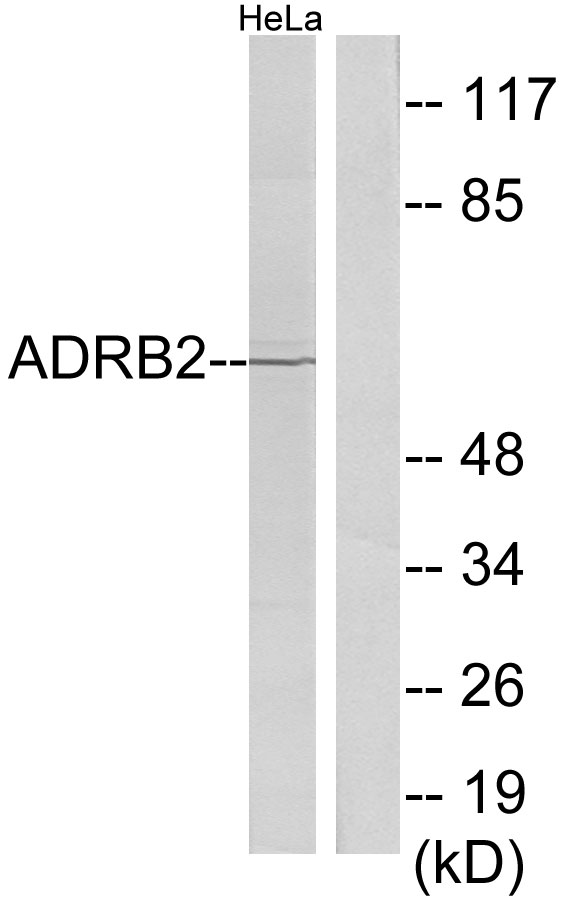 ADRB2 Antibody - Western blot analysis of lysates from HeLa cells, using ADRB2 Antibody. The lane on the right is blocked with the synthesized peptide.