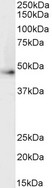 ADRB2 Antibody - ADRB2R / ADRB2 antibody (0.5µg/ml) staining of HepG2 cell ysate (35µg protein in RIPA buffer). Detected by chemiluminescence.