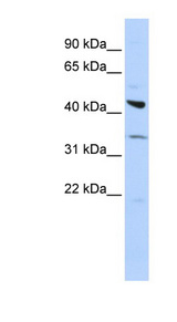 ADRB2 Antibody - ADRB2 antibody Western blot of OVCAR-3 cell lysate. This image was taken for the unconjugated form of this product. Other forms have not been tested.