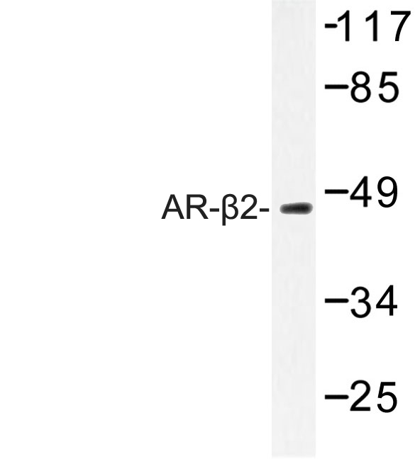 ADRB2 Antibody - Western blot of AR-2 (C378) pAb in extracts from HepG2 cells.