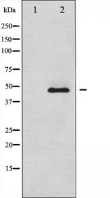 ADRB2 Antibody - Western blot analysis of Adrenergic Receptor beta2 expression in NIH-3T3 whole cells lysates. The lane on the left is treated with the antigen-specific peptide.