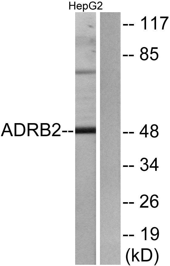 ADRB2 Antibody - Western blot analysis of extracts from HepG2 cells, using ADRB2 antibody.