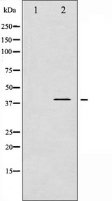 ADRB2 Antibody - Western blot analysis of Adrenergic Receptor beta2 phosphorylation expression in nocodazole treated HepG2 whole cells lysates. The lane on the left is treated with the antigen-specific peptide.