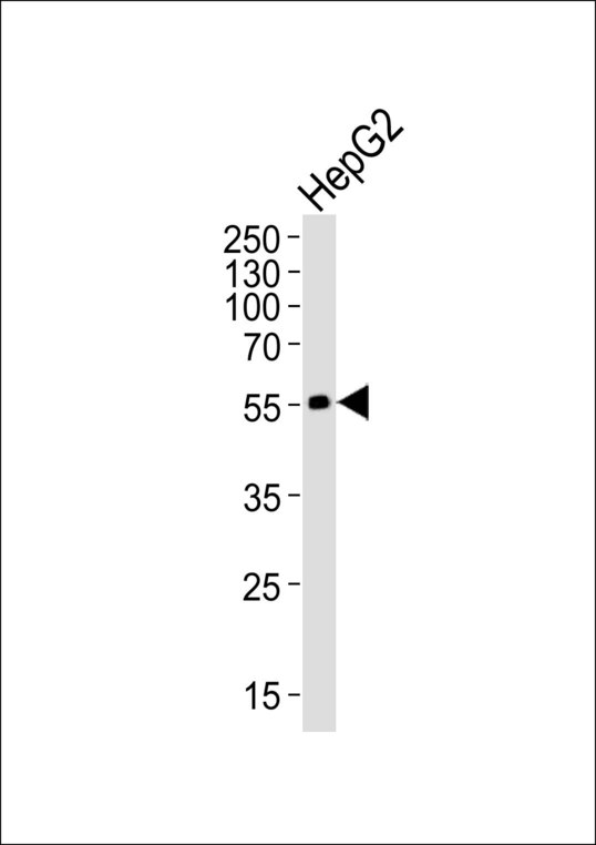 ADRB2 Antibody - Western blot of lysate from HepG2 cell line, using ADRB2 Antibody (S364). Antibody was diluted at 1:1000. A goat anti-rabbit IgG H&L (HRP) at 1:10000 dilution was used as the secondary antibody. Lysate at 20ug.