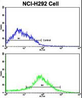 ADRB2 Antibody - Flow cytometric of NCI-H292 cells using ADRB2 Antibody (S364)(bottom histogram) compared to a negative control cell (top histogram). FITC-conjugated goat-anti-rabbit secondary antibodies were used for the analysis.