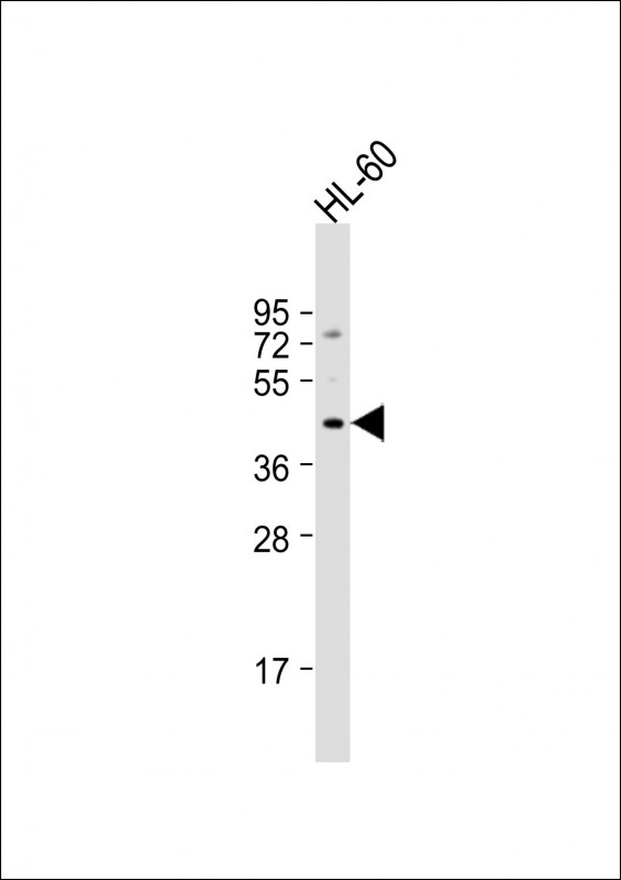 ADRB3 Antibody - Anti-ADRB3 Antibody (Center) at 1:1000 dilution + HL-60 whole cell lysate Lysates/proteins at 20 ug per lane. Secondary Goat Anti-Rabbit IgG, (H+L), Peroxidase conjugated at 1:10000 dilution. Predicted band size: 44 kDa. Blocking/Dilution buffer: 5% NFDM/TBST.