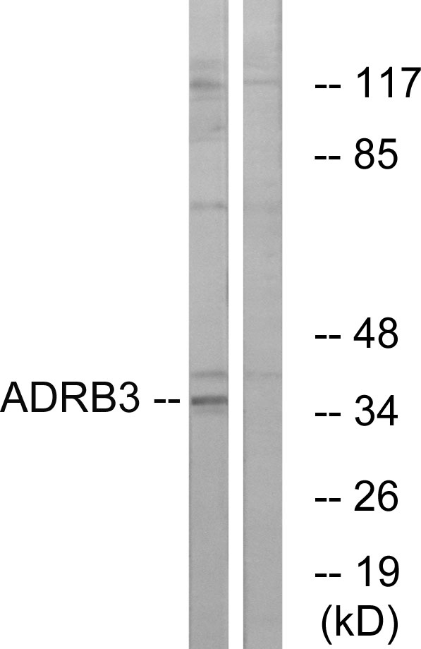 ADRB3 Antibody - Western blot analysis of lysates from K562 cells, using ADRB3 Antibody. The lane on the right is blocked with the synthesized peptide.