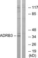 ADRB3 Antibody - Western blot analysis of lysates from K562 cells, using ADRB3 Antibody. The lane on the right is blocked with the synthesized peptide.