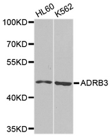 ADRB3 Antibody - Western blot analysis of extracts of various cell lines.