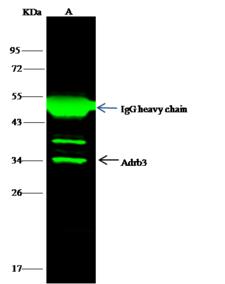 ADRB3 Antibody - Adrb3 was immunoprecipitated using: Lane A: 0.5 mg K562 Whole Cell Lysate. 1 uL anti-Adrb3 rabbit polyclonal antibody and 15 ul of 50% Protein G agarose. Primary antibody: Anti-Adrb3 rabbit polyclonal antibody, at 1:500 dilution. Secondary antibody: Dylight 800-labeled antibody to rabbit IgG (H+L), at 1:5000 dilution. Developed using the odssey technique. Performed under reducing conditions. Predicted band size: 45 kDa. Observed band size: 35 kDa.