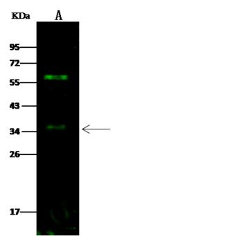 ADRB3 Antibody - Anti-Adrb3 rabbit polyclonal antibody at 1:500 dilution. Lane A: K562 Whole Cell Lysate. Lysates/proteins at 30 ug per lane. Secondary: Goat Anti-Rabbit IgG H&L (Dylight 800) at 1/10000 dilution. Developed using the Odyssey technique. Performed under reducing conditions. Predicted band size: 44 kDa. Observed band size: 35 kDa.