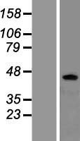 ADRB3 Protein - Western validation with an anti-DDK antibody * L: Control HEK293 lysate R: Over-expression lysate
