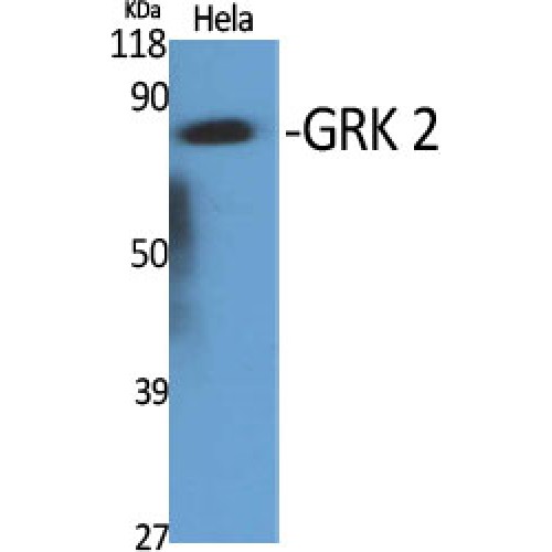 ADRBK1 / GRK2 Antibody - Western blot of GRK 2 antibody