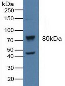 ADRBK1 / GRK2 Antibody - Western Blot; Sample: Human Raji Cells.