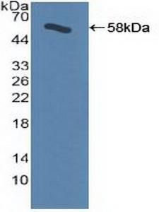 ADRBK1 / GRK2 Antibody - Western Blot; Sample: Recombinant ADRbK1, Human.