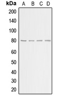 ADRBK1 / GRK2 Antibody - Western blot analysis of GRK2 expression in HeLa (A); HEK293T (B); NIH3T3 (C); H9C2 (D) whole cell lysates.