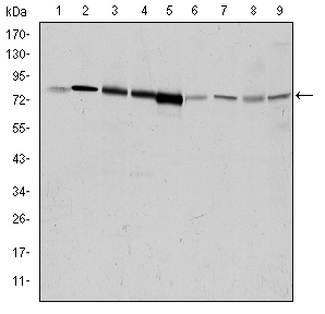 ADRBK1 / GRK2 Antibody - Western blot using GRK2 mouse monoclonal antibody against HeLa (1), Jurkat (2), MOLT4 (3), RAJI (4), THP-1 (5), L1210 (6), Cos7 (7), PC-12 (8), and NIH/3T3 (9) cell lysate.