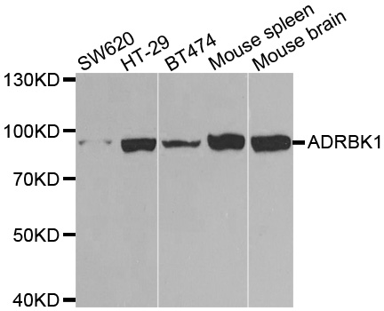 ADRBK1 / GRK2 Antibody - Western blot analysis of extracts of various cell lines.
