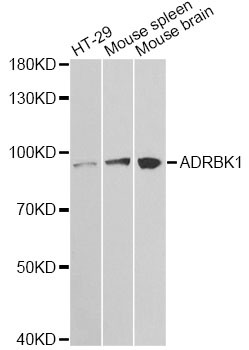 ADRBK1 / GRK2 Antibody - Western blot analysis of extracts of various cell lines, using ADRBK1 antibody at 1:1000 dilution. The secondary antibody used was an HRP Goat Anti-Rabbit IgG (H+L) at 1:10000 dilution. Lysates were loaded 25ug per lane and 3% nonfat dry milk in TBST was used for blocking.