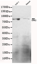 ADRBK1 / GRK2 Antibody - Western blot detection of GRK2 in Ramos and THP-1 cell lysates using GRK2 mouse monoclonal antibody (1:500 dilution), with super ECL. Predicted band size: 80KDa. Observed band size:80KDa.Exposure time:20S.
