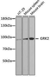 ADRBK1 / GRK2 Antibody - Western blot analysis of HT-29 cell lysate and mouse spleen and brain tissue lysates using Rabbit anti GRK2 antibody at a 1/1000 dilution. 3% non-fat dry milk was used for blocking.