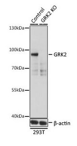 ADRBK1 / GRK2 Antibody - Western blot analysis of normal and GRK2 knockout 293T cell lysates using Rabbit anti GRK2 antibody at a 1/500 dilution. 3% non-fat dry milk was used for blocking.