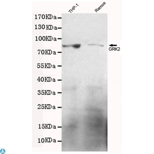 ADRBK1 / GRK2 Antibody - Western blot detection of GRK2 in Ramos and THP-1 cell lysates using GRK2 mouse mAb (1:500 diluted) , with super ECL. Predicted band size: 80KDa. Observed band size: 80KDa. Exposure time:20S.