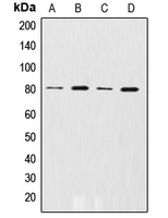 ADRBK1 / GRK2 Antibody - Western blot analysis of GRK2 (pS29) expression in Ramos (A); THP1 (B); U937 (C); C6 (D) whole cell lysates.