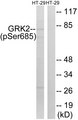 ADRBK1 / GRK2 Antibody - Western blot analysis of lysates from HT29 cells treated with insulin 0.01U/ml 15', using GRK2 (Phospho-Ser685) Antibody. The lane on the right is blocked with the phospho peptide.