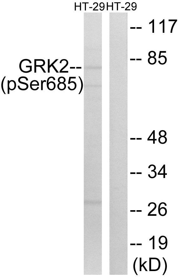ADRBK1 / GRK2 Antibody - Western blot analysis of extracts from HT-29 cells, treated with insulin (0.01U/ml, 15mins), using GRK2 (Phospho-Ser685) antibody.